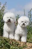 BICHON FRISE 289